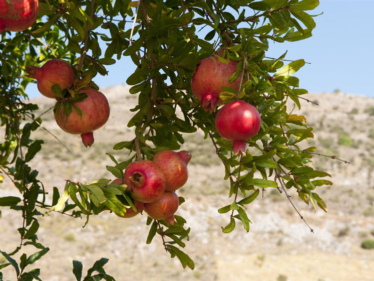 The power of the pomegranate
