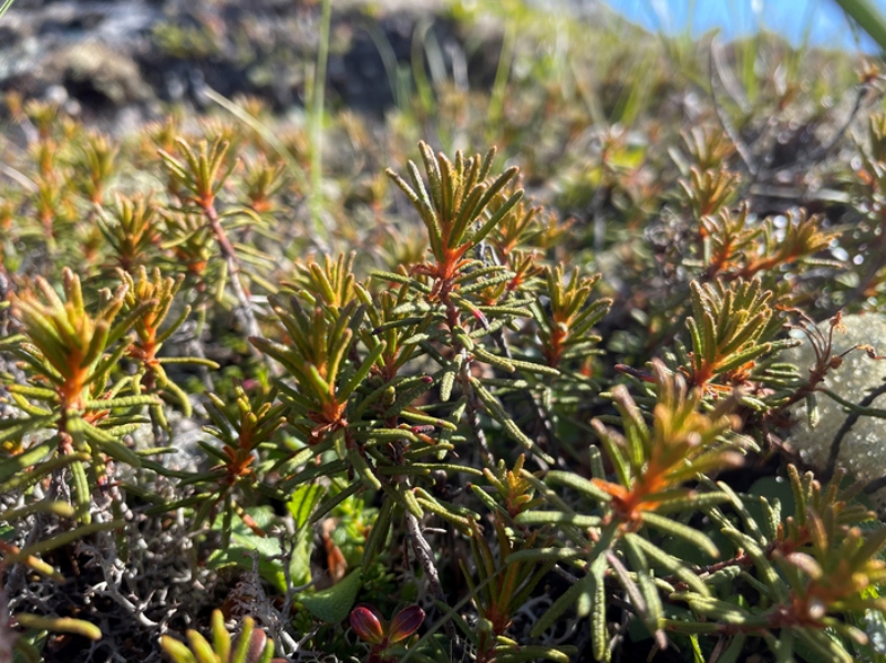 The traditional plant medicine that could help fight malaria