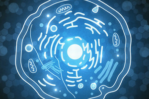 The ultimate health combination: ubiquinol and mitochondria
