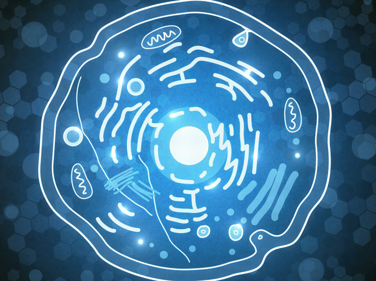 The ultimate health combination: ubiquinol and mitochondria
