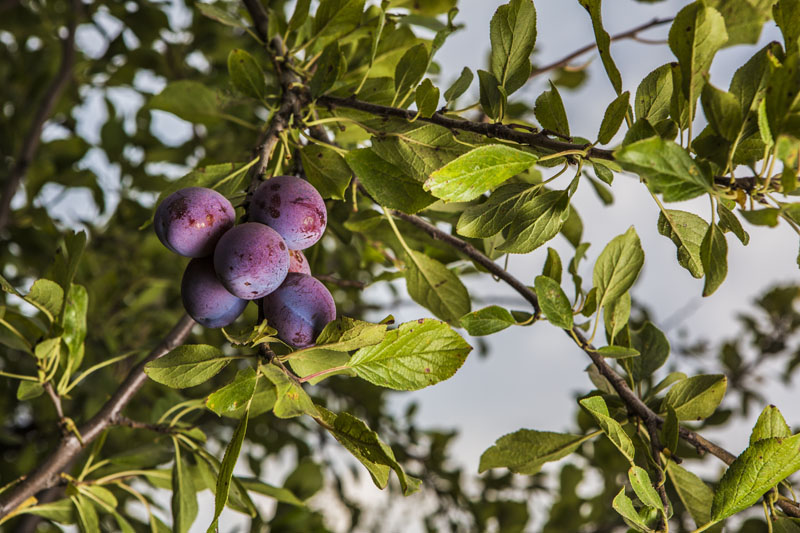 Tight supply, premium quality: California Prunes signals strong 2025 market