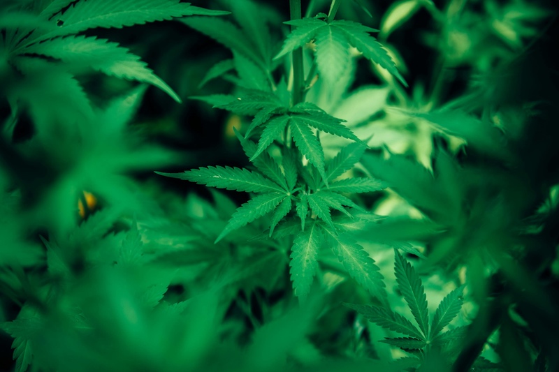Tilray provides update on German cannabis legislation