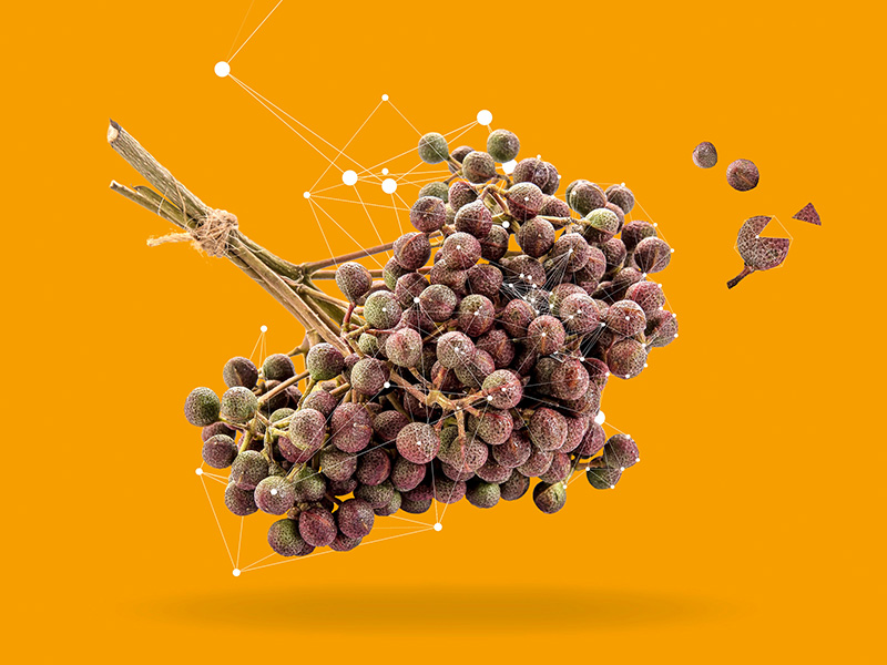Timut pepper extract supports the cognition-longevity axis