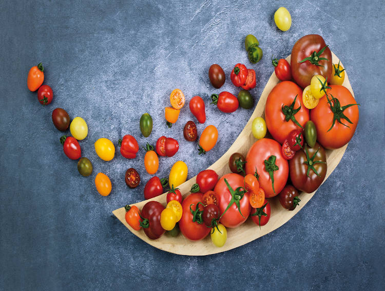 TomaTech accelerates breeding of ToBRFV-resistant tomatoes