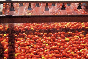 Tomatoes are given the leading role in Lycored’s 2022 harvest livestream