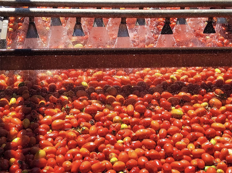 Tomatoes are given the leading role in Lycored’s 2022 harvest livestream