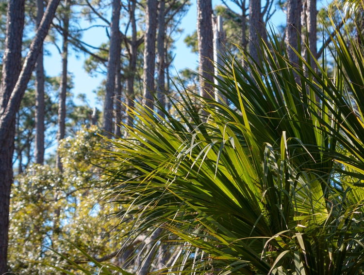 Top urologists reach consensus on use of saw palmetto for prostate health