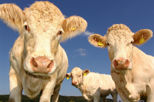 Triplebar announces lactoferrin partnership with FrieslandCampina Ingredients