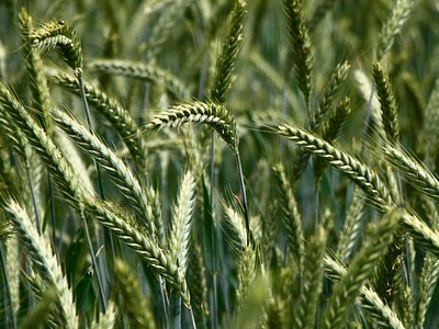 Truly Grass Fed receives Non-GMO Project verification