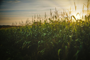 TSI achieves international certifications for its corn glucosamine ingredient, GlucosaGreen