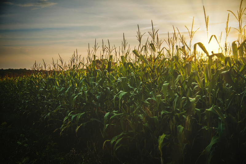 TSI achieves international certifications for its corn glucosamine ingredient, GlucosaGreen