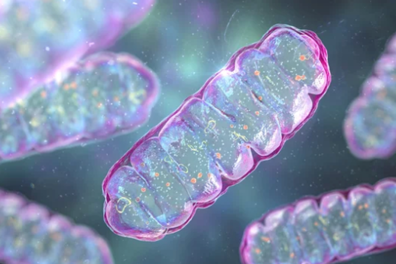 Ubiquinol for healthy ageing takes centre stage at the Functional Food and Wellness Summit 2025