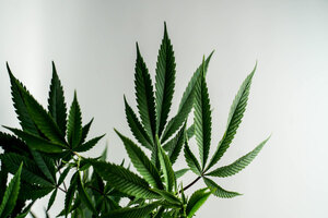 UK FSA releases list of permitted CBD products