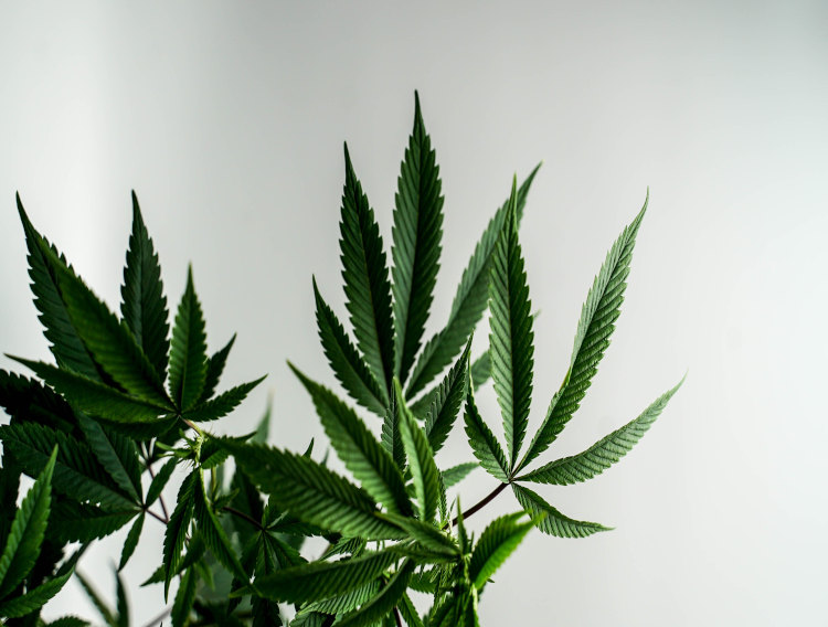 UK FSA releases list of permitted CBD products
