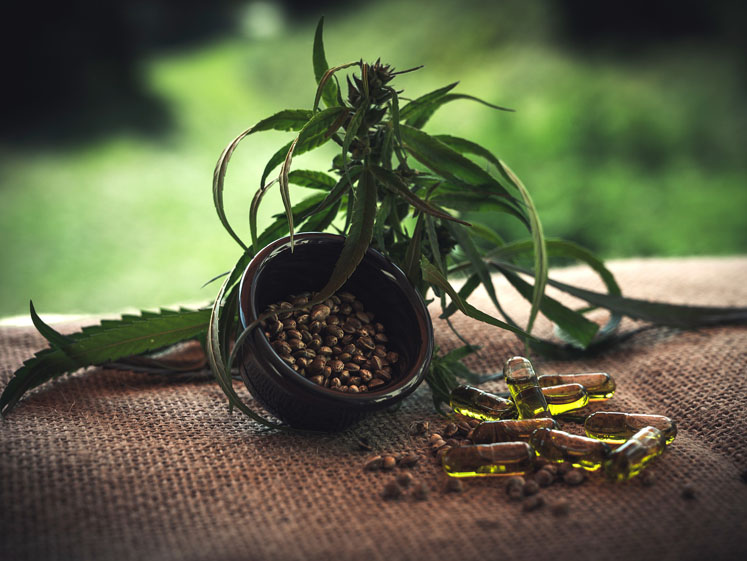 UK medical cannabis: quality under scrutiny
