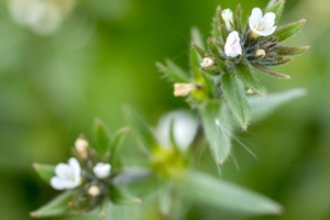 UK plant could improve health of chronically ill