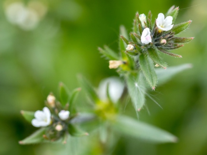 UK plant could improve health of chronically ill