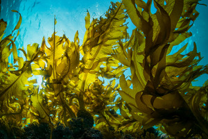 UK’s OCEANIUM cracks the prebiotic code with low-dose seaweed extract proven to boost gut health