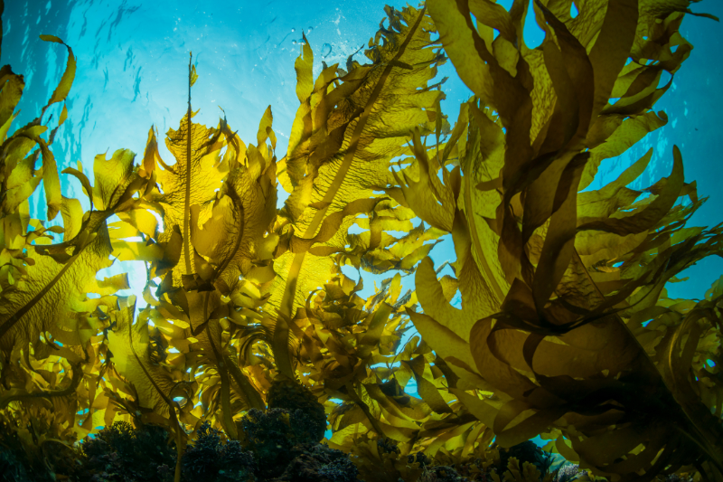 UK’s OCEANIUM cracks the prebiotic code with low-dose seaweed extract proven to boost gut health