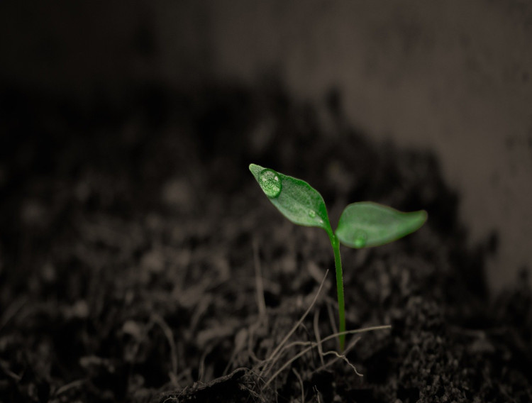 Unibar launches Univita plant-based ingredients