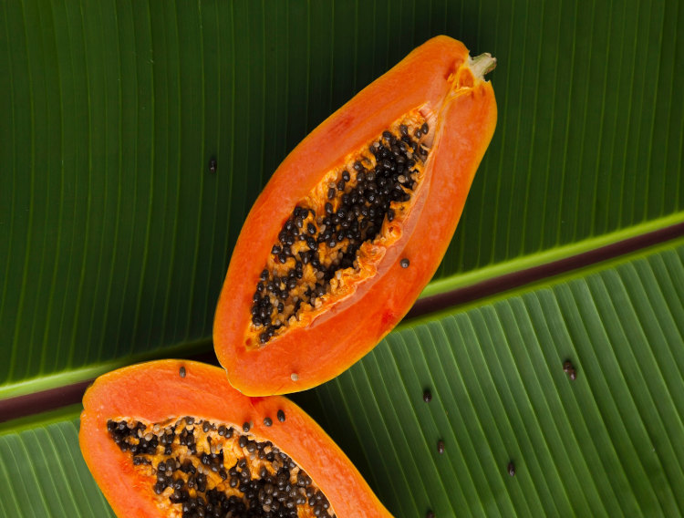 University of Nottingham researching papaya leaf extract for dengue fever