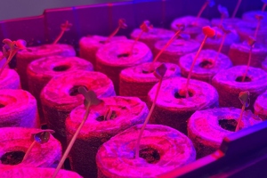 University receives NASA grant to investigate spirulina in space environments
