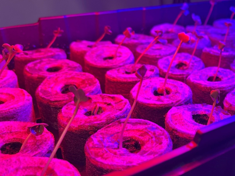 University receives NASA grant to investigate spirulina in space environments