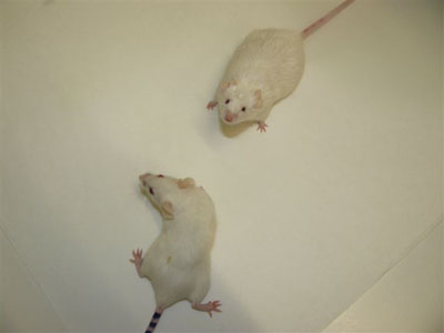 Unsaturated fatty acid may reverse the ageing effect of obesity