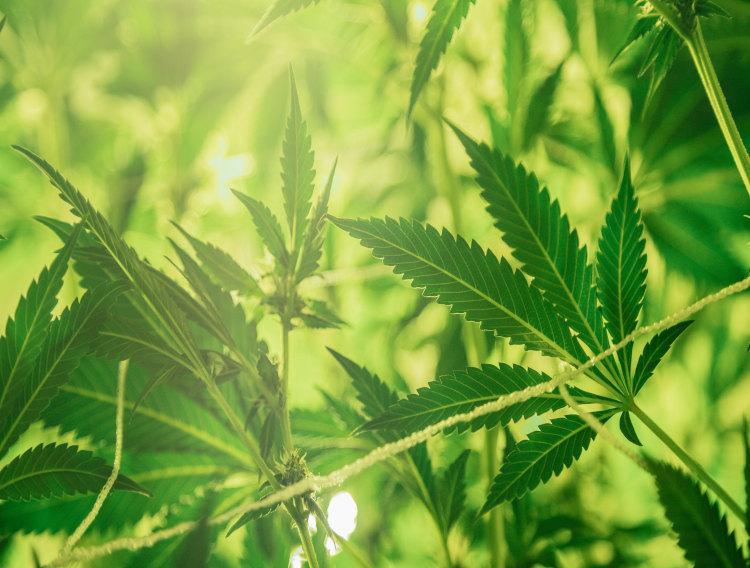 US Hemp Roundtable responds to FDA NDIN rejections