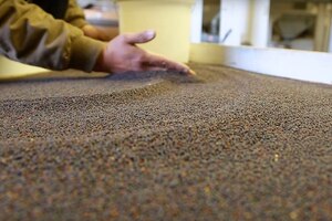 USDA approves Cargill canola oil cultivation after deregulation