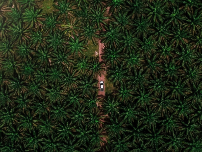 USP publishes monograph for palm oil tocotrienols and tocopherols