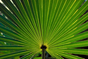 Valensa applauds the State of Florida’s new requirements for harvesting saw palmetto berries
