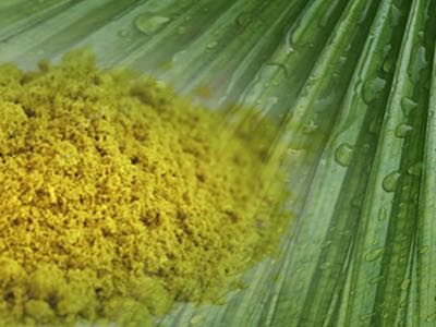 Valensa launches palmetto powder