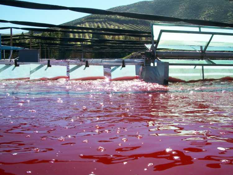 Valensa unveils manufacturing partnership that brings astaxanthin to life