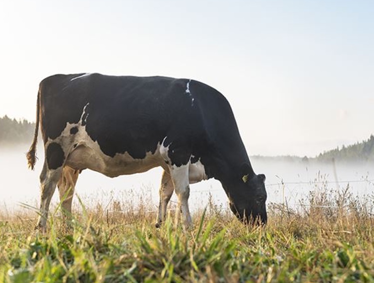 Valio sets climate targets within Paris Agreement