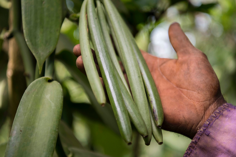 Vanilla supply chain resilience requires diversification of sources, VANEX stresses