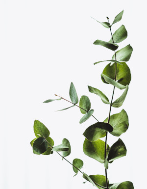 Verdure launches first sustainability report
