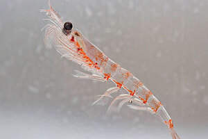 Victory for Rimfrost: PTAB finds krill oil related patent is unpatentable