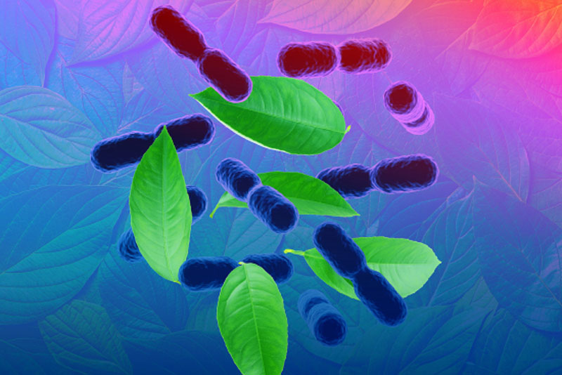Vidya launches Biotical GH: the first placebo-controlled clinically backed gut-hair axis ingredient