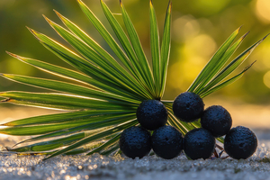 Vidya's saw palmetto ingredient Vi-Spo bags US patent