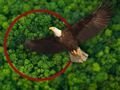 Vitafoods Europe: Algatech has an eagle eye