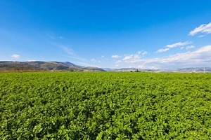 Vitafoods Europe: L.RD gives vegans support