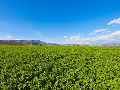 Vitafoods Europe: L.RD gives vegans support