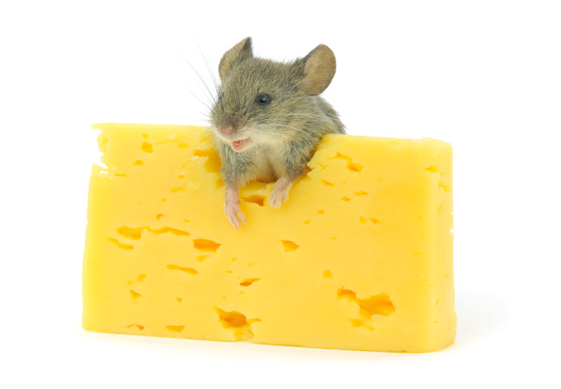 Vitamin K2 content in cheeses and recommended intakes: new paper 