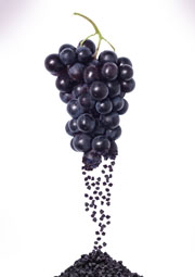 Welch’s and Taura join forces to take the Concord grape into uncharted territory 