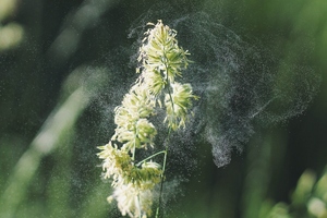 Well Science partners with BGG to deliver innovative nutrition for the pollen season