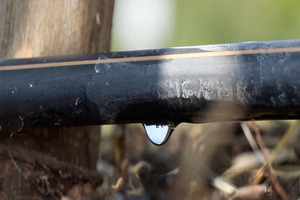 Westfalia brings sustainable water management to avocado farming