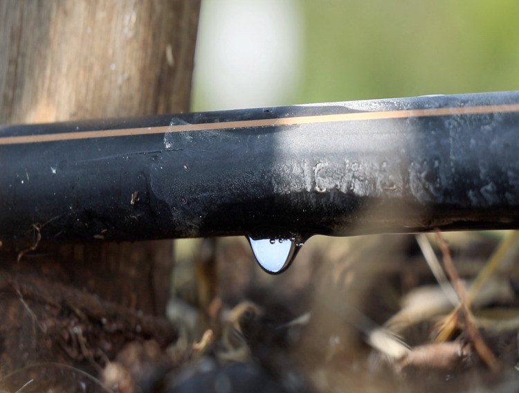 Westfalia brings sustainable water management to avocado farming