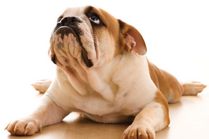 Wet noses, sleek coats and healthy joints