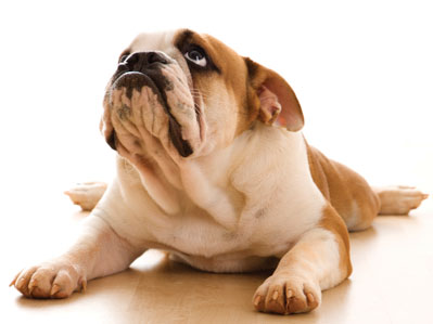 Wet noses, sleek coats and healthy joints